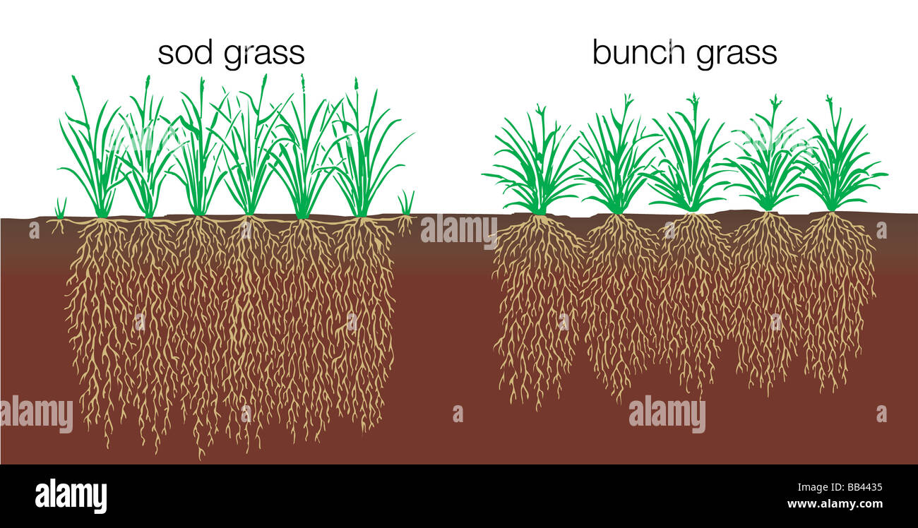 Vegetation-Profil eine Graslandschaft. Stockfoto