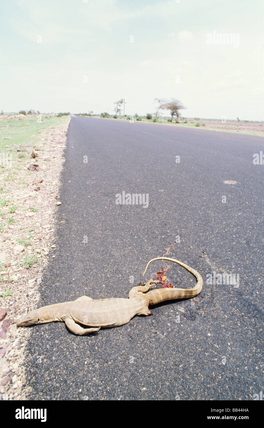 Tote Eidechse Roadkill auf einer Autobahn in Rajasthan, Indien. Stockfoto