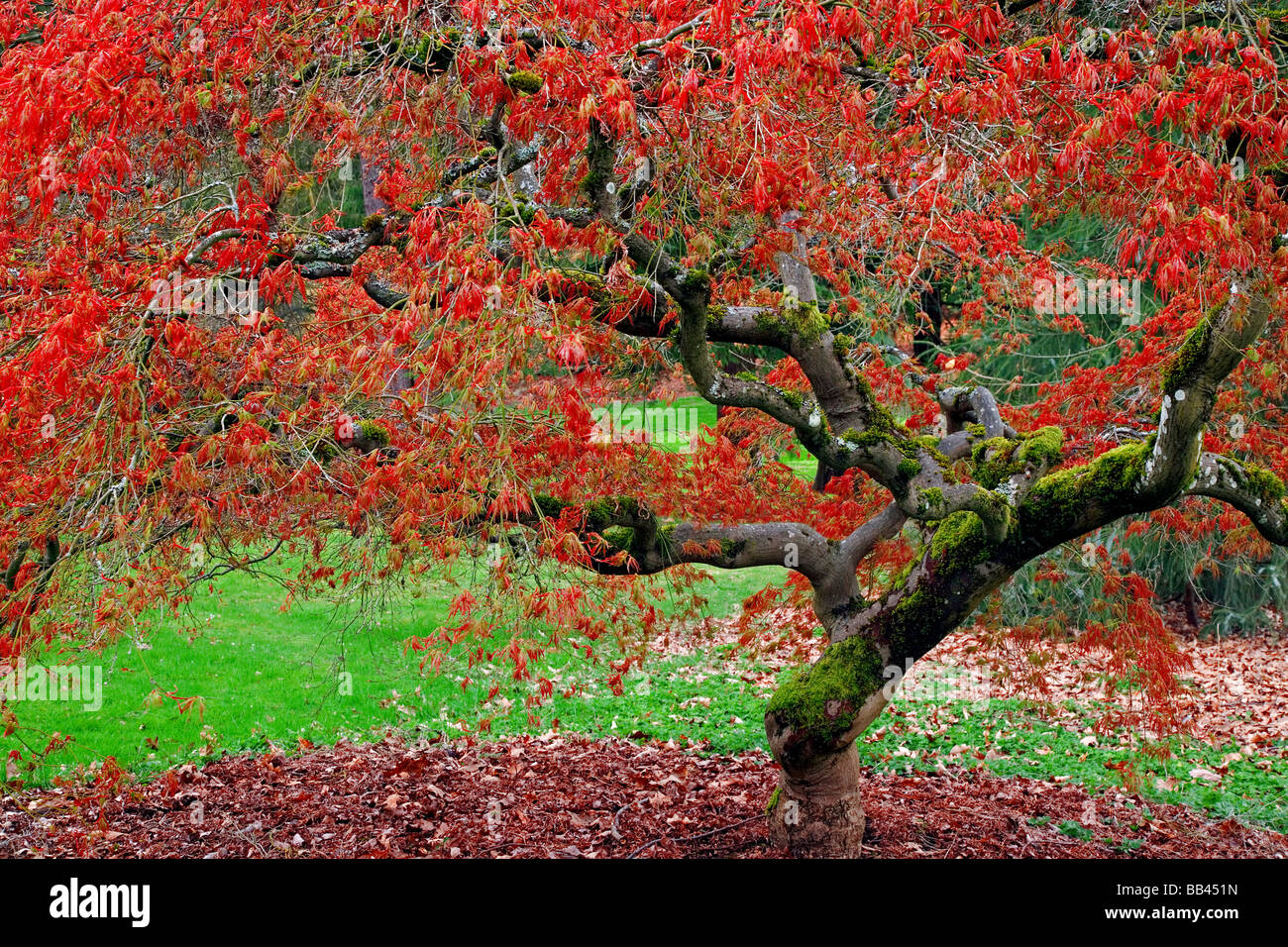 USA, Washington, Seattle. Japanischer Ahornbaum im Washington Park Arboretum. Stockfoto