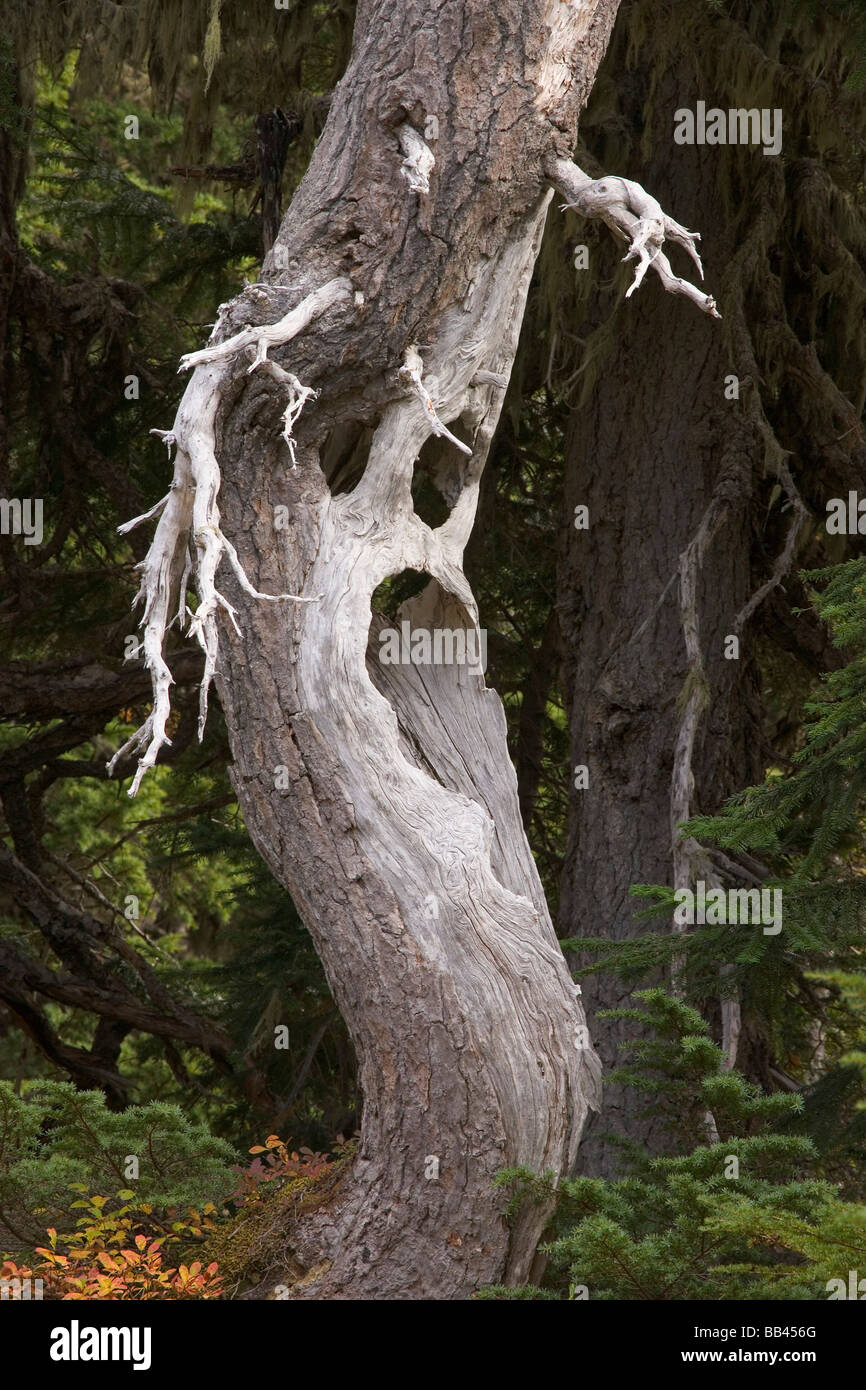 USA, Washington, Mount Rainier Nationalpark. Nahaufnahme der spooky Ghost Baum. Stockfoto