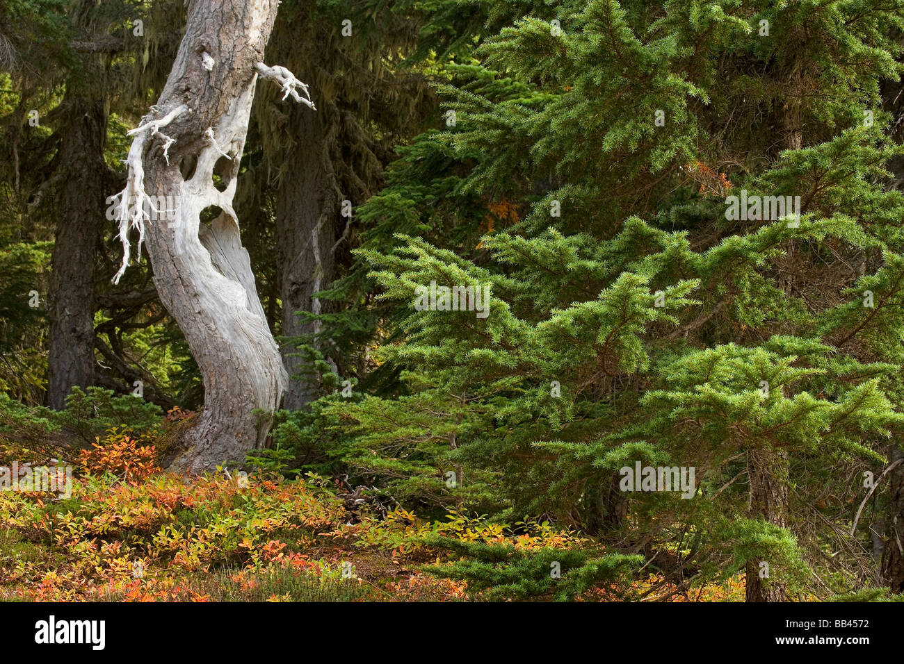USA, Washington, Mount Rainier Nationalpark. Spooky Ghost Baum im Wald. Stockfoto