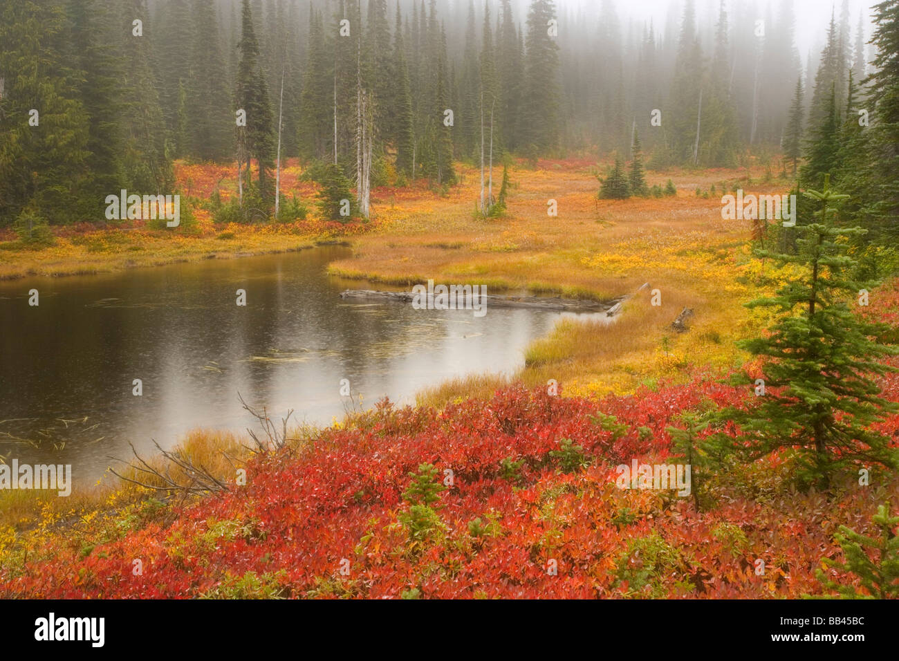 USA, Washington, Mount Rainier Nationalpark. Herbst-farbigen Wiese in Reflection Lakes-Gegend. Stockfoto