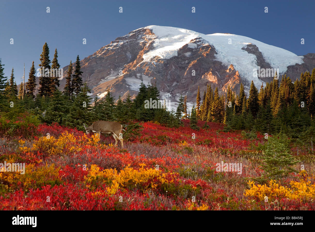 USA; Washington; Mount Rainier Nationalpark, Paradies. Sonnenuntergang Highlights am Berg und Reh im Herbst-farbigen Wiese. Stockfoto