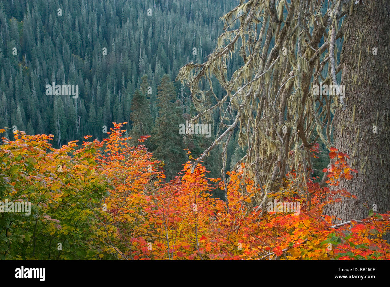 USA, Washington, Mount Baker Wildnis. Panoramablick von der Tomyhoi Lake Trail. Stockfoto