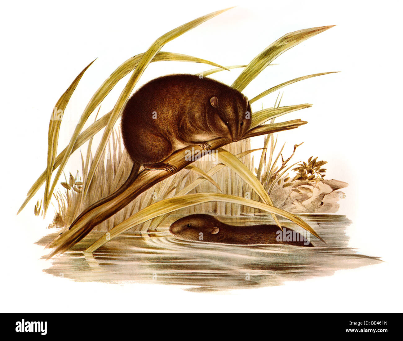 Illustration des australischen Swamp Ratte (Rattus Lutreolus) Stockfoto