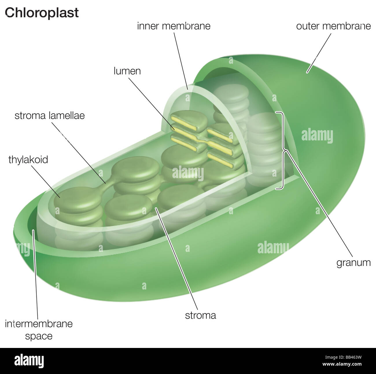Querschnitt durch einen Chloroplasten. Stockfoto