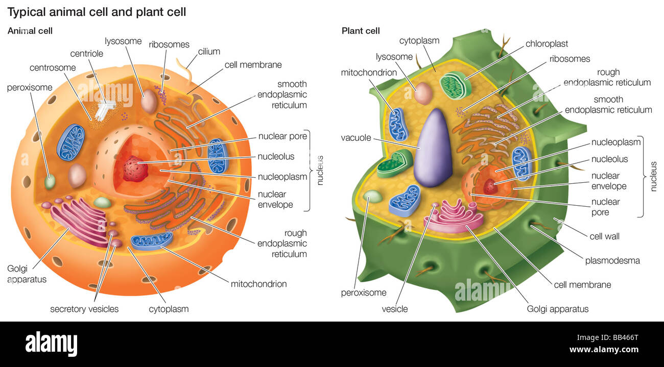Typische Tierzelle und Pflanzenzelle. Stockfoto