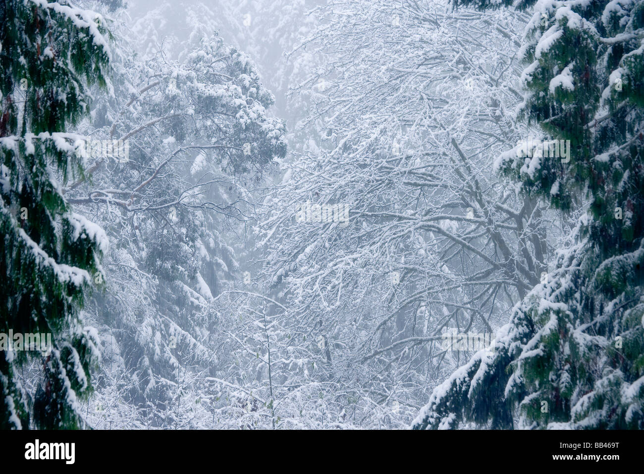 USA, Washington, Seabeck. Schneesturm in einem nebligen Wald. Stockfoto