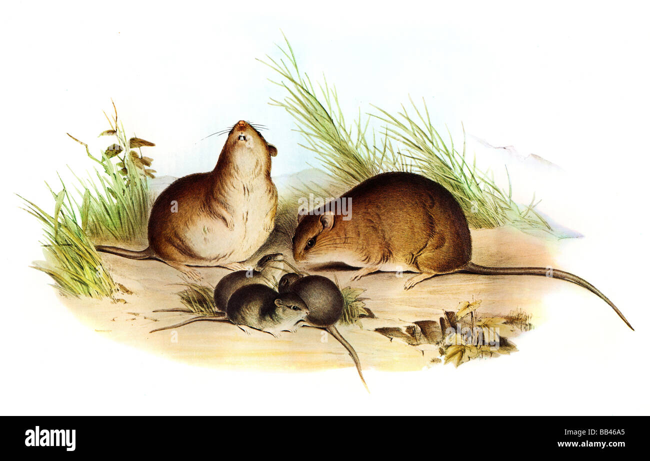 Illustration von The Fawn leichtfüßig Melomys (Melomys Cervinipes) Stockfoto