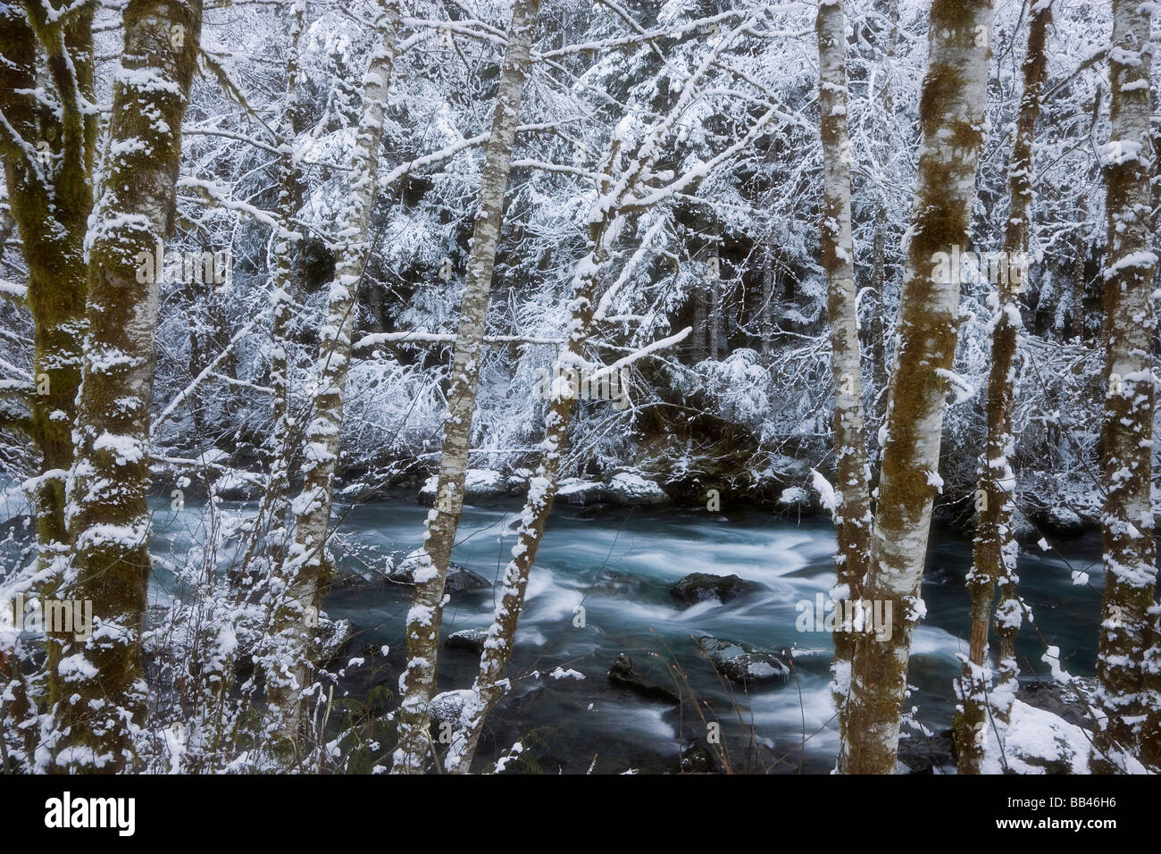 USA; Washington; Olympic Nationalpark. Winter landschaftlich Hamma Hamma River. Stockfoto