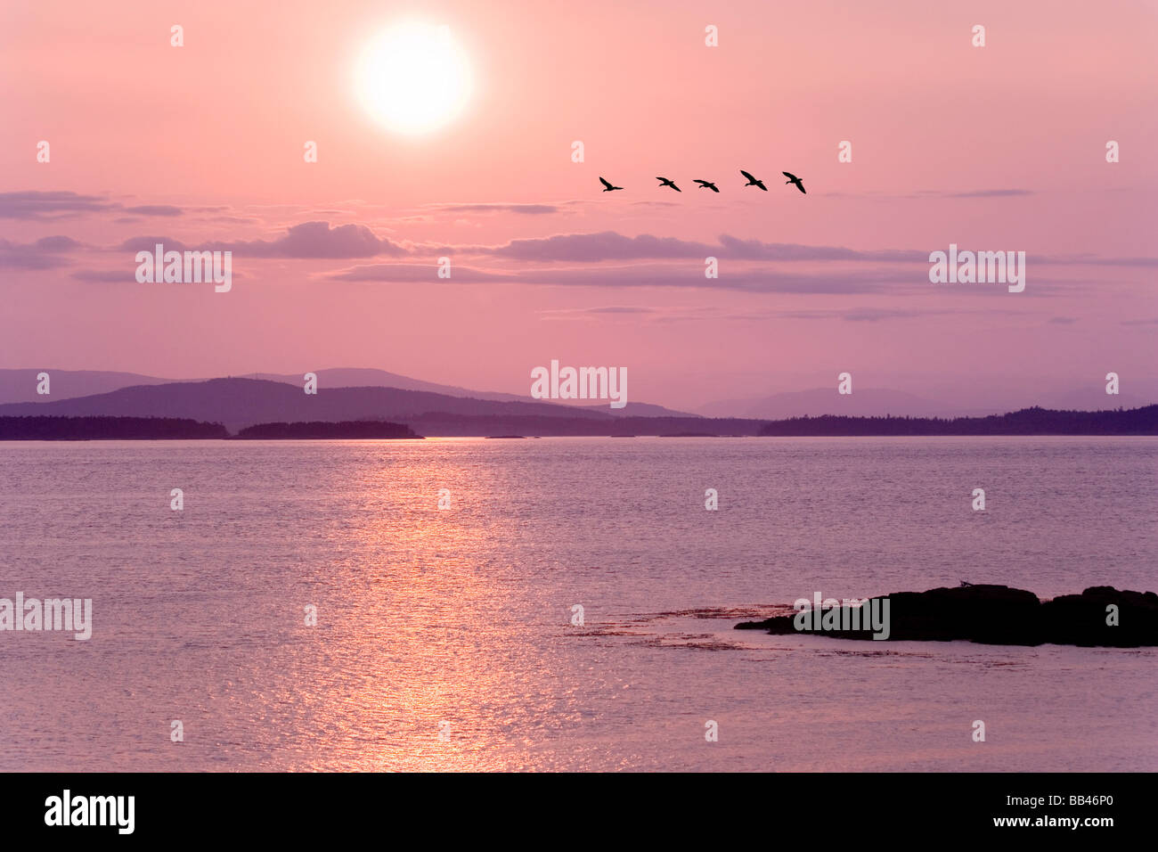 USA, Washington, San Juan Island. Bildung der Vögel bei Sonnenuntergang auf Haro geraden. Stockfoto