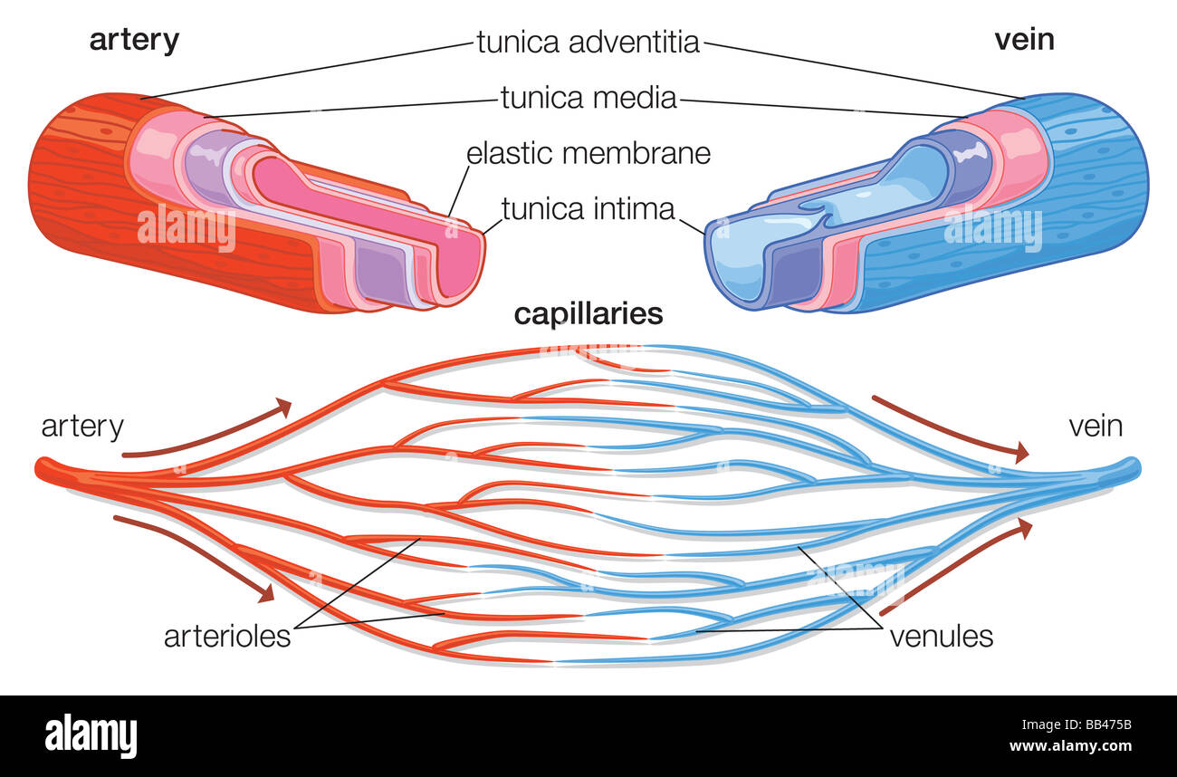 Querschnitt zeigt Bestandteile der Arterien und Venen Stockfoto