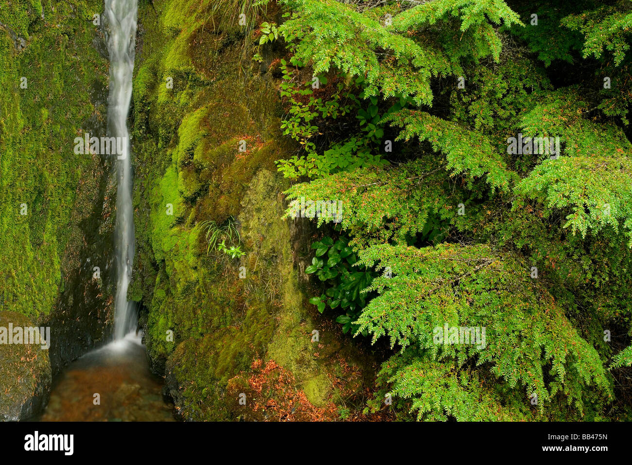 USA, Washington, Mount Baker Wildnis, Cascade Mountains. Kleiner Wasserfall inmitten dichten Laub. Stockfoto