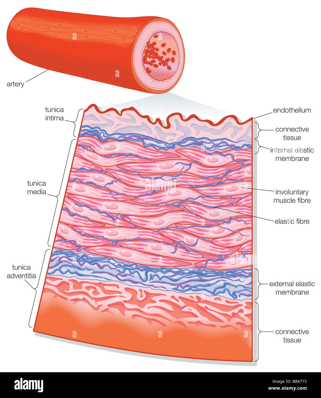 Querschnitt einer Arterie. Stockfoto