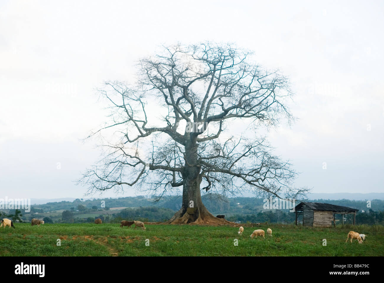 Ein einsamer Baum auf einer Weide der Schafe, Vinales, Kuba. Stockfoto