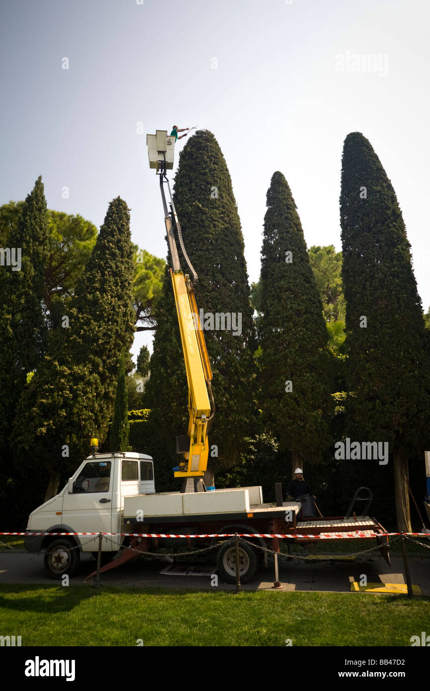 In Pisa, die Schnittmaßnahmen Zypressen (Cupressus Sempervirens). Italien. Taille de Cyprès Commun (Cupressus Sempervirens), À Pise (Italie) Stockfoto