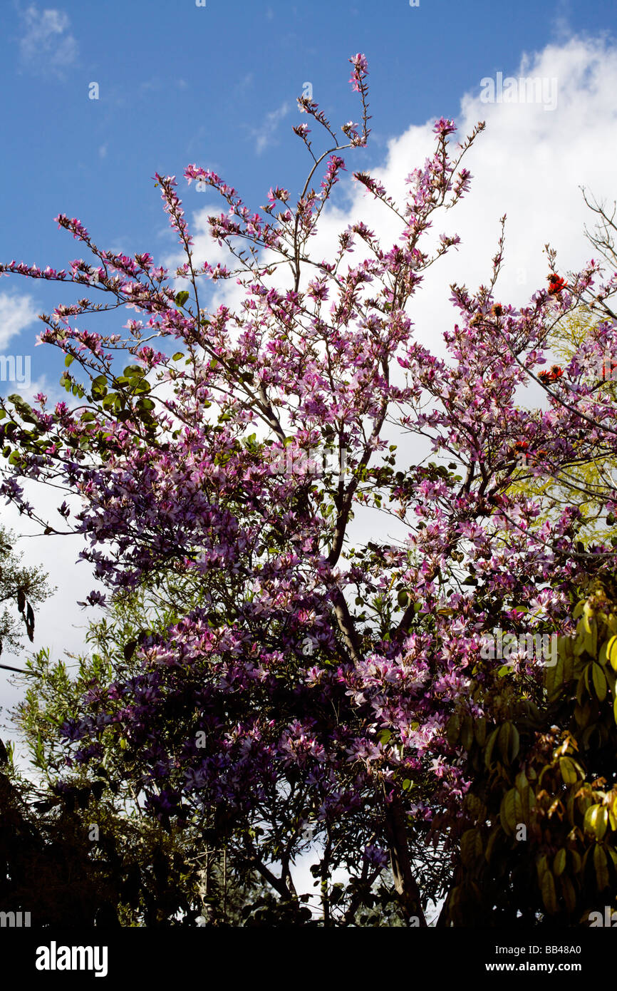 Orchideen-Baum (Bauhinia) botanische Proben, Pflanze Stockfotografie - Alamy