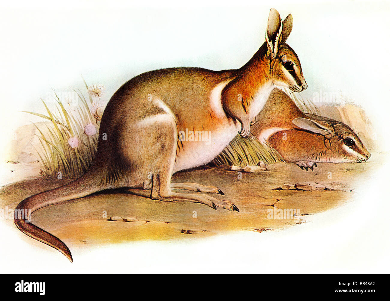 Abbildung von Crescent Nagel-Tail Wallaby, Onychogalea lunata Stockfoto