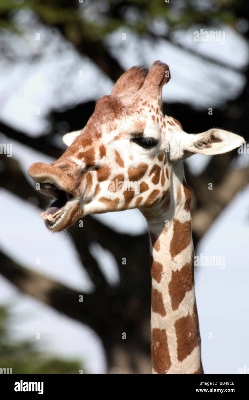 Funny konfrontiert netzförmigen Giraffe, San Francisco Zoo Stockfoto