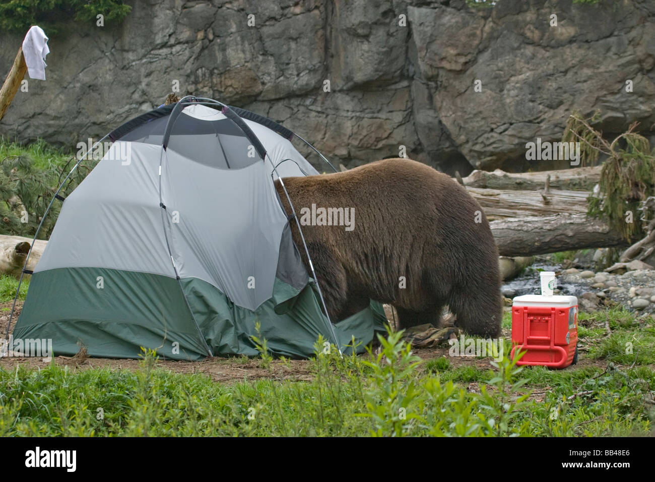 USA, Washington, Seattle, Woodland Park Zoo. Ein Braunbär, Einbruch in  einem Zelt auf einem Campingplatz Stockfotografie - Alamy