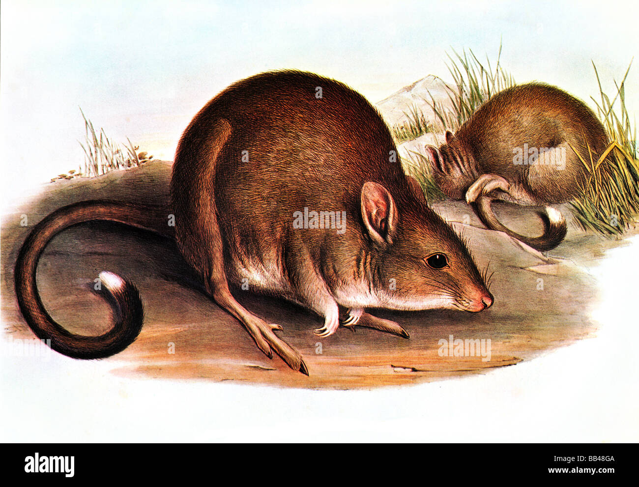 Illustration des östlichen Bettong (Bettongia Gaimardi) Stockfoto