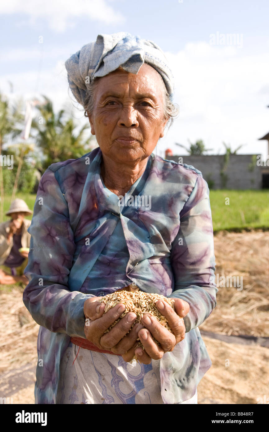 Reisbauer mit Handvoll Reis in Indonesien. Stockfoto