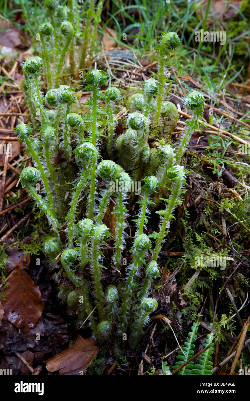 Neue Farn Wedel uncurling im Frühjahr auf Ardgarten in Schottland Stockfoto