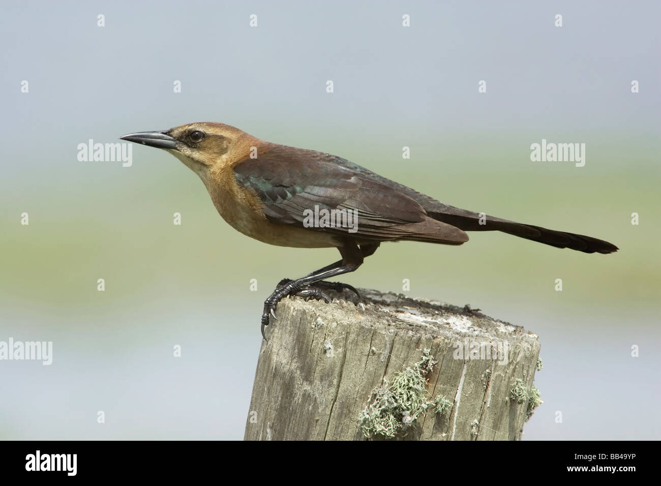 Eine Erwachsene weibliche Boot angebundene Grackle Stockfoto