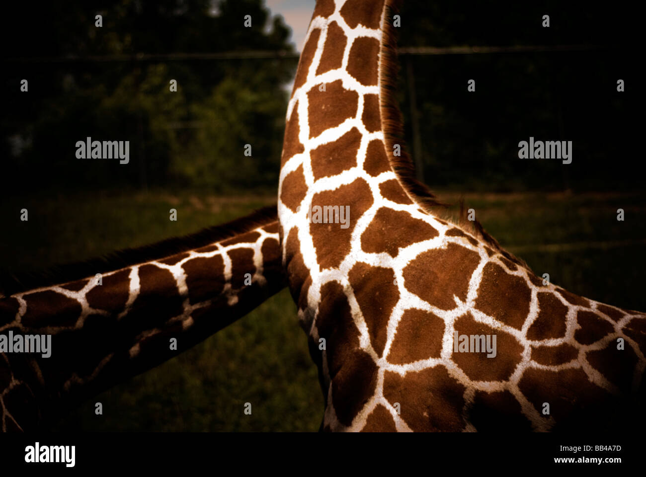 Giraffe Hals in einem Zoo in Des Moines, Iowa. Stockfoto
