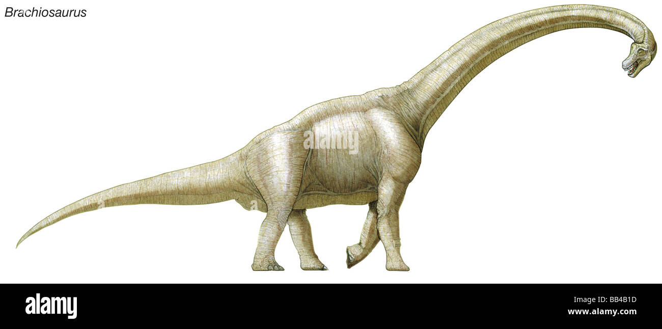 Brachiosaurus, späten Jura zu frühen Kreidezeit Dinosaurier, einer der größten, schwersten und höchsten Dinosaurier. Stockfoto