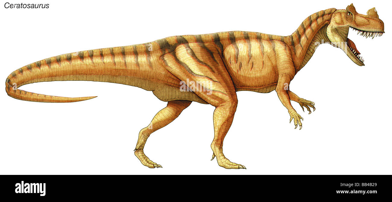 Ceratosaurus, späten Jura Dinosaurier, ein großes Raubtier mit Klinge-wie Fans für Fleisch essen. Stockfoto