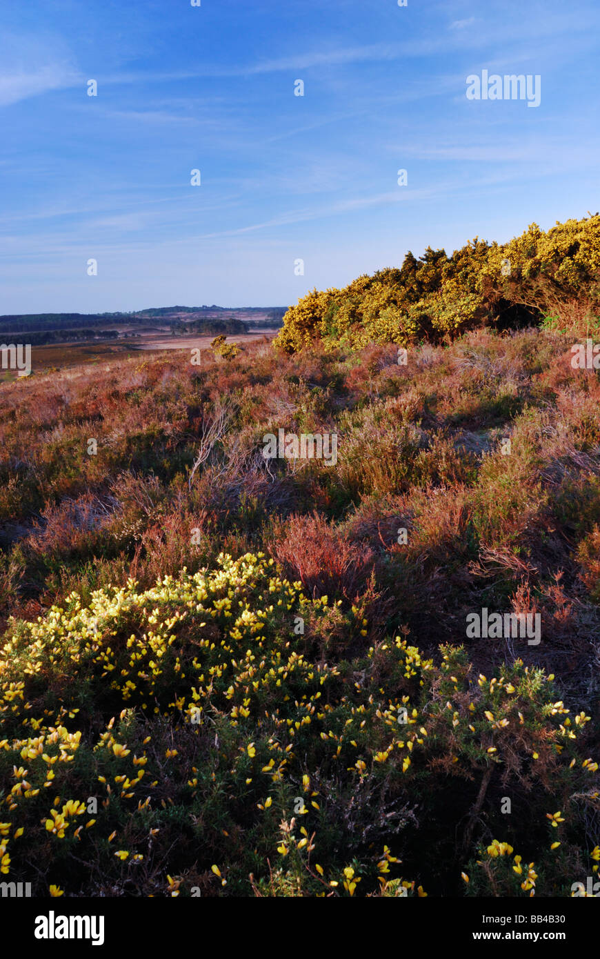 Heide im New Forest Hampshire England UK Stockfoto