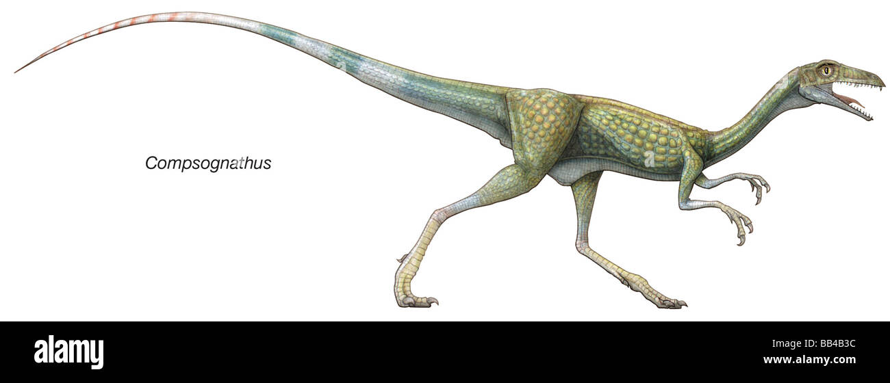 Compsognathus, späten Jura Dinosaurier. Eine schnelle und agile Raubtier, es war einer der kleinsten bekannten Dinosaurier. Stockfoto