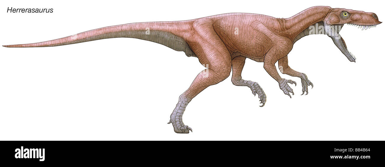 Einer der frühesten bekannten Dinosaurier, Herrerasaurus war eine agile Raubtier mit starken, krallenbewehrten Händen greifen Beute. Stockfoto