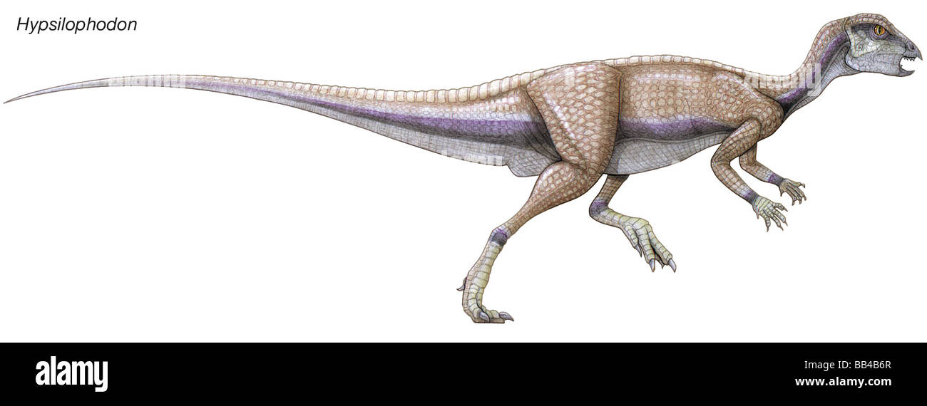 Hypsilophodon, frühen Kreidezeit Dinosaurier. Klein und schnell, hatte diese Pflanzenfresser selbstschärfenden Zähne und Beutel in ihre Wangen. Stockfoto