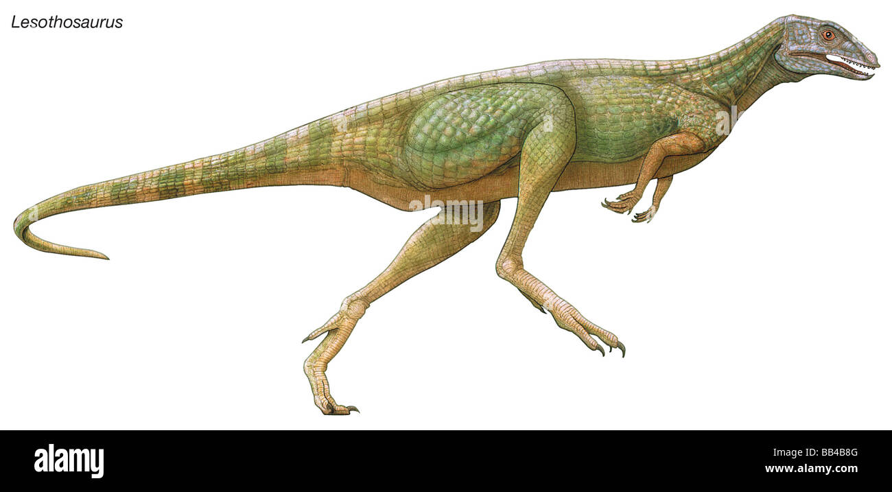 Lesothosaurus, "Lesotho Eidechse," frühen Jura Dinosaurier. Diese winzigen Pflanzenfresser wurde aufgrund seiner hohlen Knochen leicht gebaut. Stockfoto