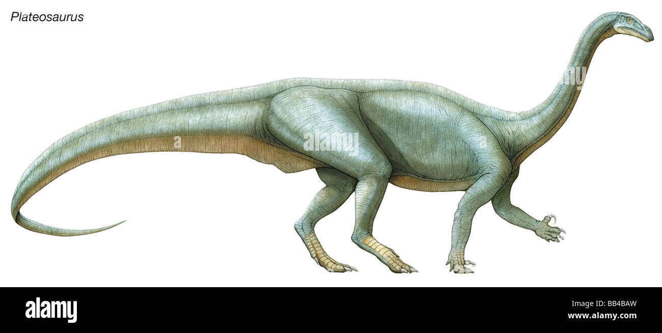 Plateosaurus, "flache Echse", einem späten Trias Pflanzenfresser. Es kann bäumte auf und verwendet seinen langen Hals, um hohe Vegetation zu erreichen. Stockfoto