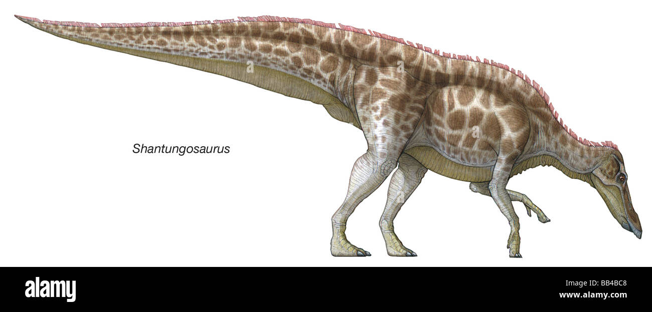 Shantungosaurus, "Shantung Eidechse," späten Kreidezeit Dinosaurier. Diese Plattköpfig Pflanzenfresser hatte eine verlängerte Kiefer, viele Zähne zu halten. Stockfoto