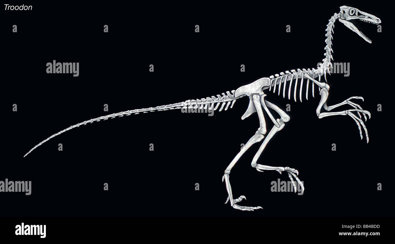 Skelett des Dinosauriers Troodon, eine späte Kreidezeit vogelartigen Räuber mit großen Augen und ein relativ großes Gehirn. Stockfoto