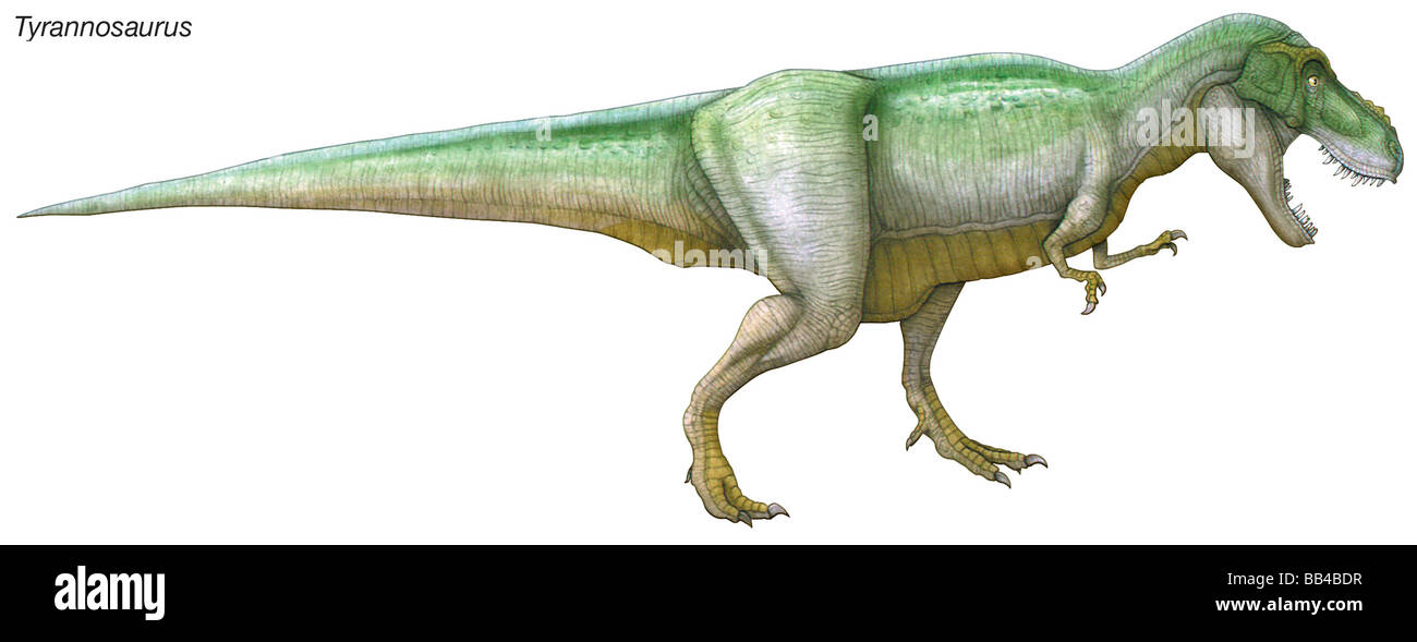 Tyrannosaurus, "Tyrann Eidechse," späten Kreidezeit Dinosaurier. Ein großer, kräftiger Raubtier mit einem riesigen Kopf und gezackten Zähnen. Stockfoto