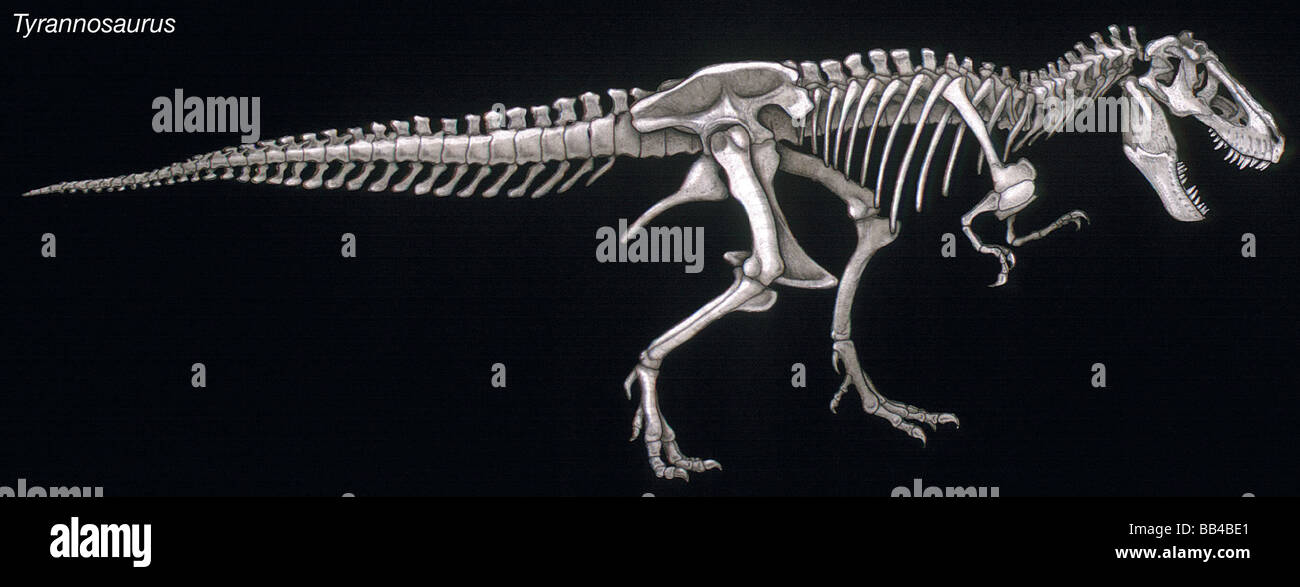 Skelett des Dinosauriers Tyrannosaurus, einem späten Kreidezeit Raubtier mit einem riesigen Kopf und gezackten Zähnen. Stockfoto