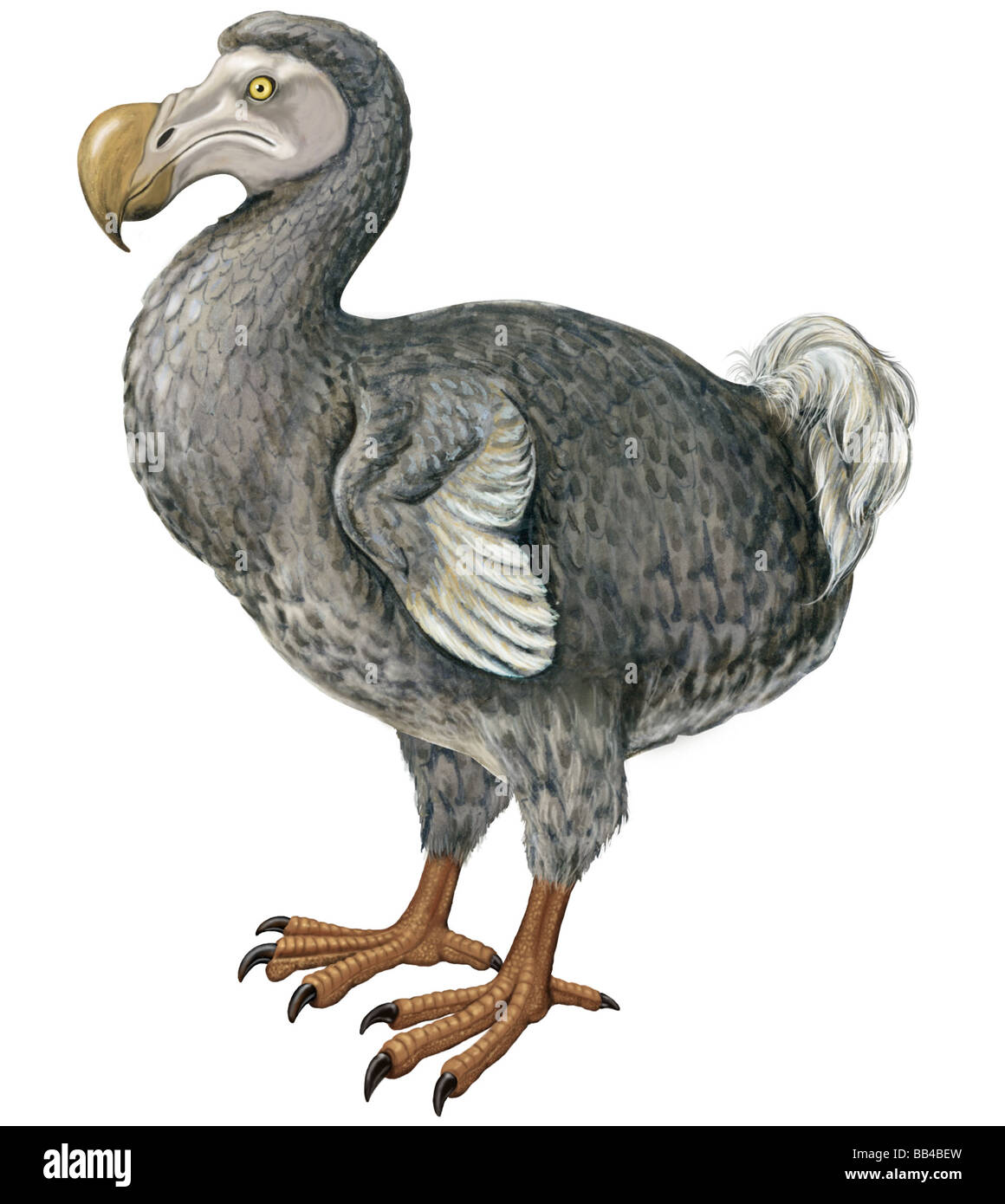 Dodo (Raphus Cucullatus) Stockfoto