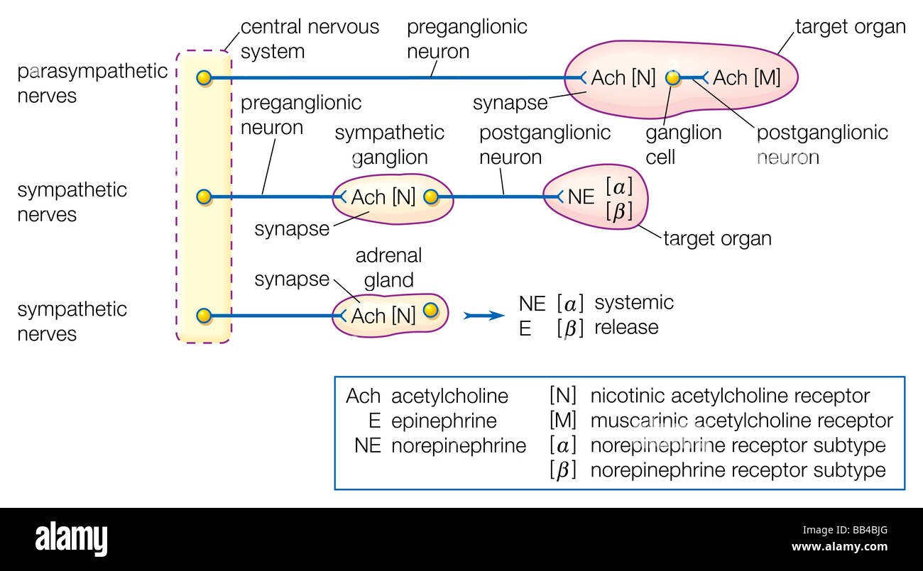 Organisation des vegetativen Nervensystems, zeigt die wichtige Rolle von Acetylcholin in die Übertragung der Nervenimpulse. Stockfoto