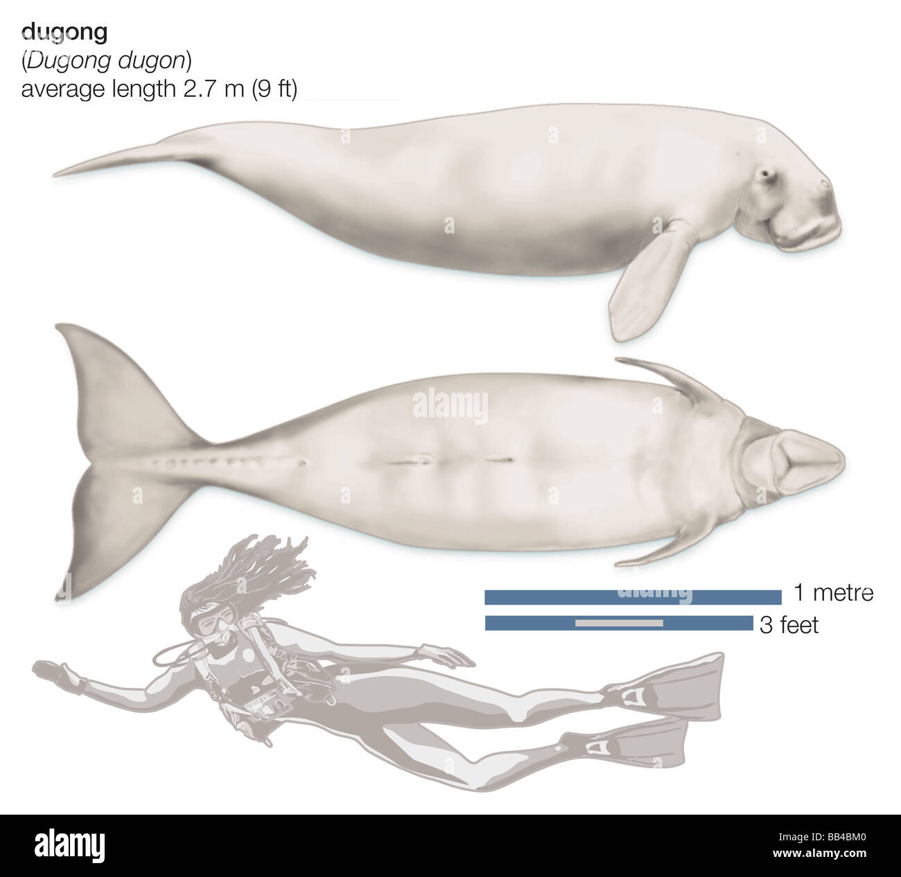 Dugong (Dugong Dugon) Stockfoto