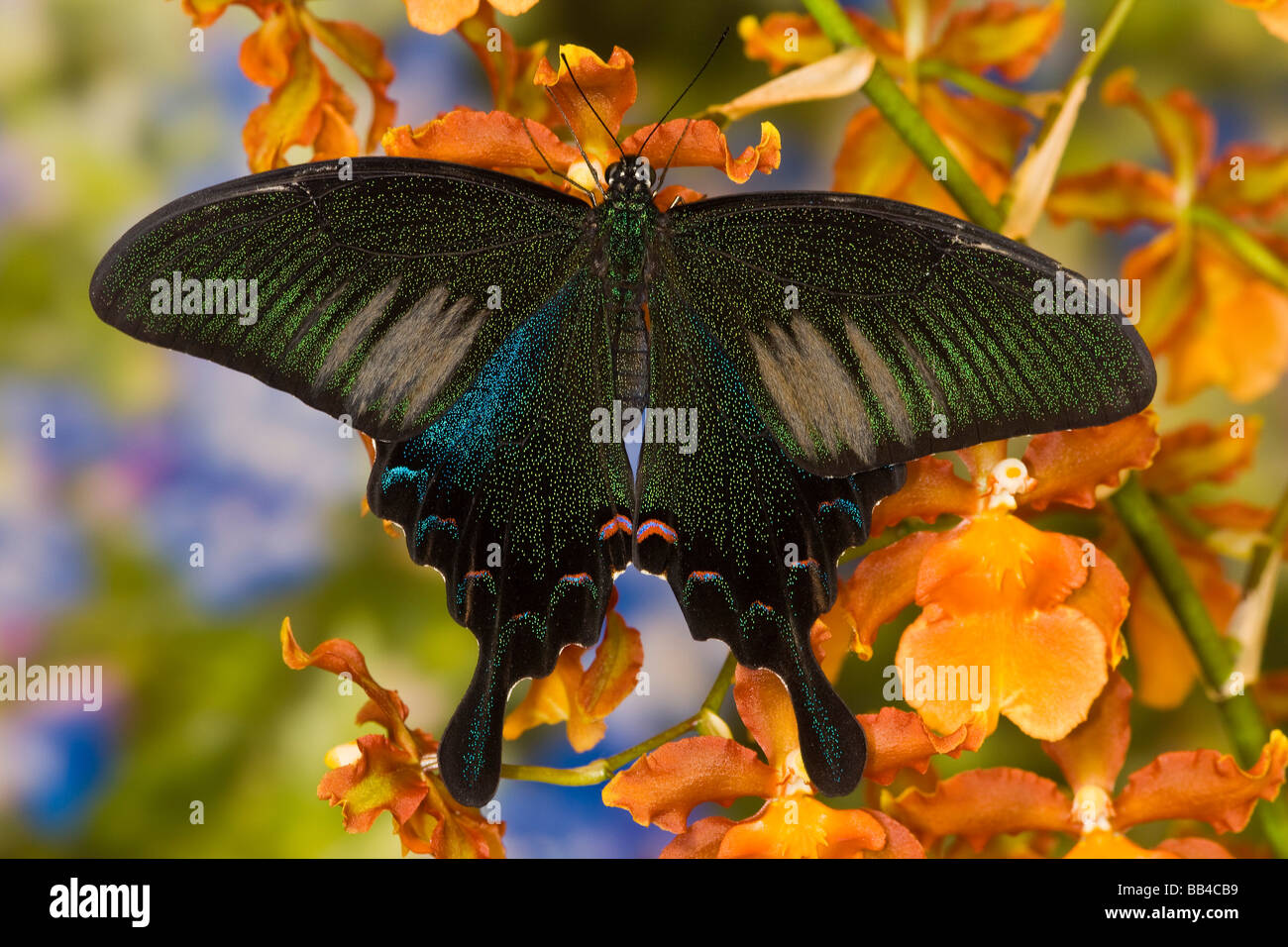 Sammamish, Washington tropischer Schmetterling Foto von männlichen Papilio Bianor Schwalbenschwanz aus Tiawan Stockfoto