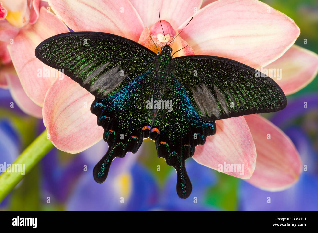Sammamish, Washington tropischer Schmetterling Foto von männlichen Papilio Bianor Schwalbenschwanz aus Tiawan Stockfoto