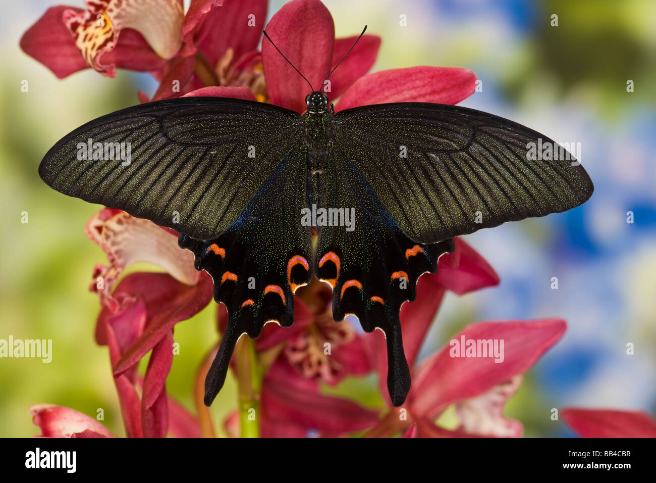Sammamish, Washington tropischer Schmetterling Foto von weiblichen Papilio Bianor Schwalbenschwanz aus Tiawan Stockfoto