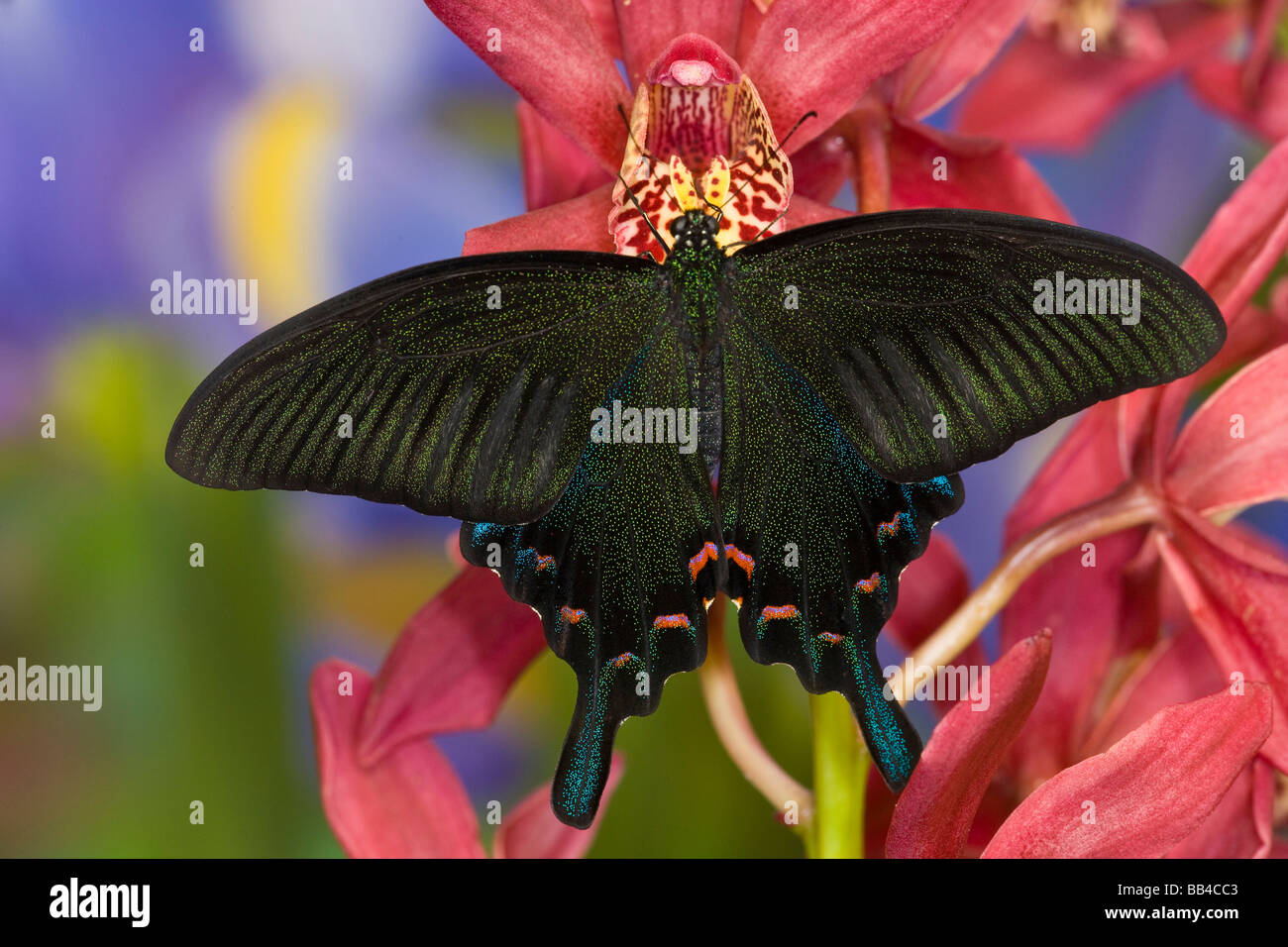 Sammamish, Washington tropischer Schmetterling Foto von weiblichen Papilio Bianor Schwalbenschwanz aus Tiawan Stockfoto