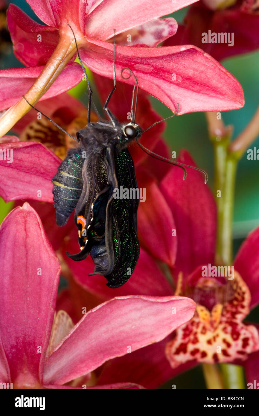 Sammamish Washington tropischer Schmetterling Fotografieren von Papilio Bianor Schwalbenschwanz aus Tiawan Erweiterung Flügel nur nach umhüllenden Stockfoto