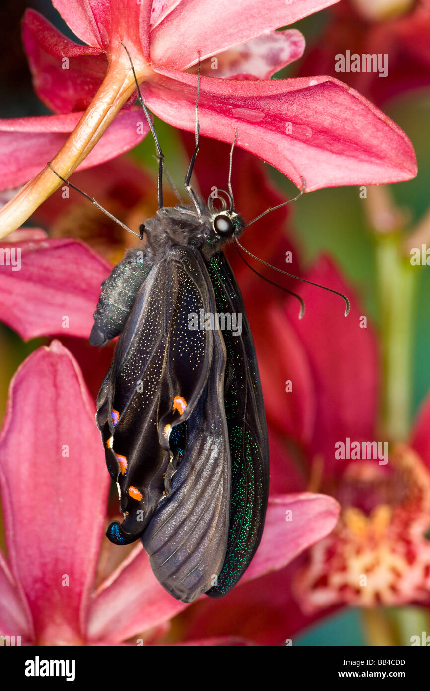 Sammamish Washington tropischer Schmetterling Fotografieren von Papilio Bianor Schwalbenschwanz aus Tiawan Erweiterung Flügel nur nach umhüllenden Stockfoto